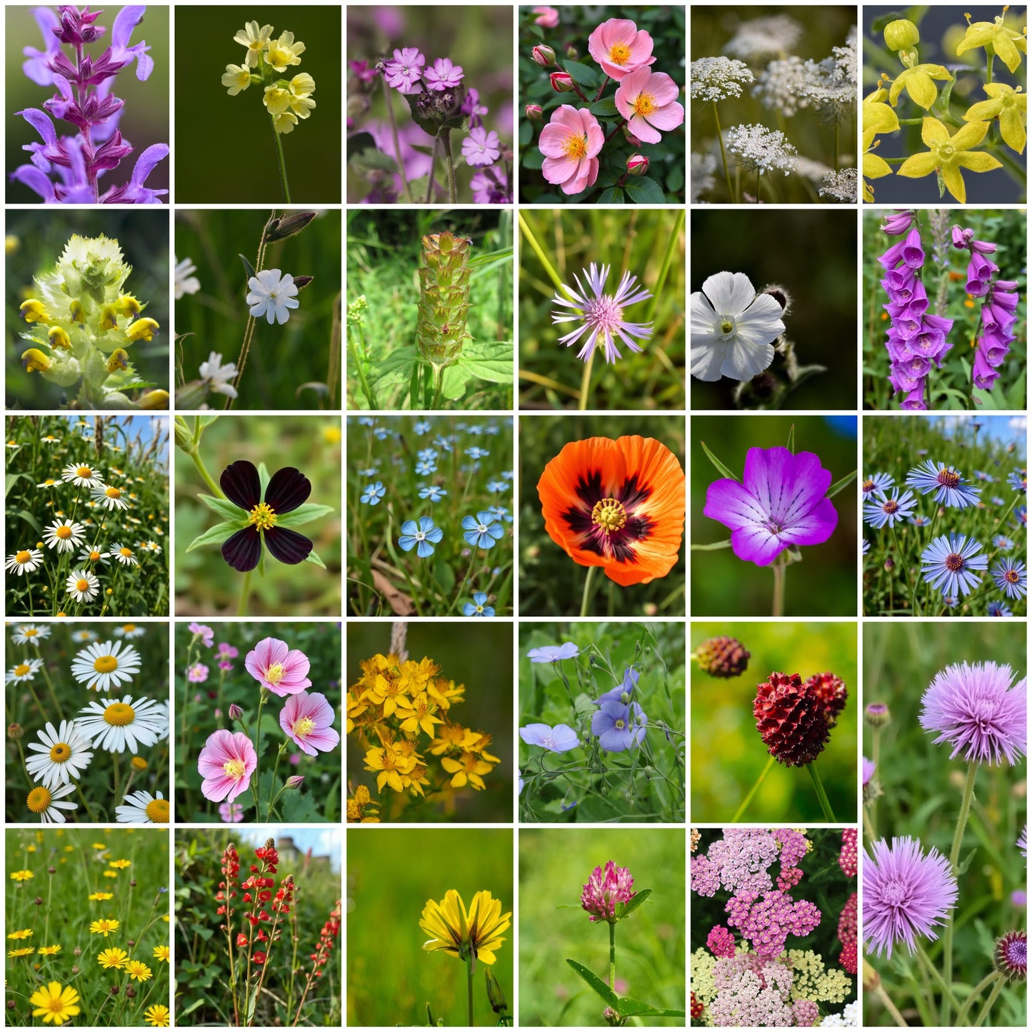 Eco Seed Balls Native Wildflower