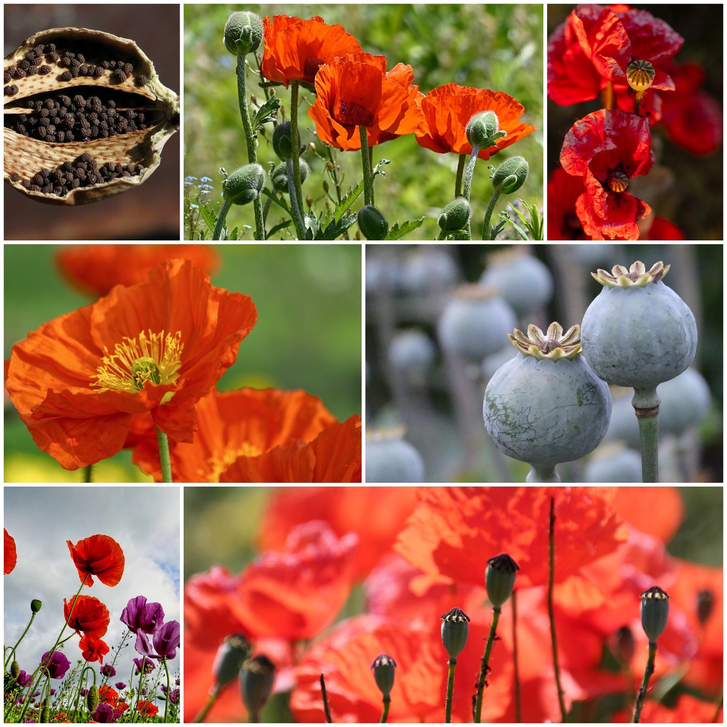 Eco Seed Balls Poppy