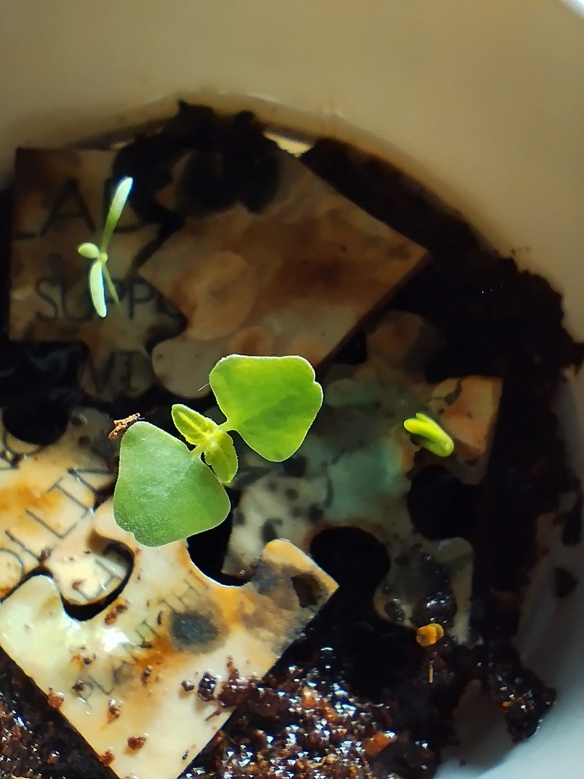 Plantable Puzzle Fox