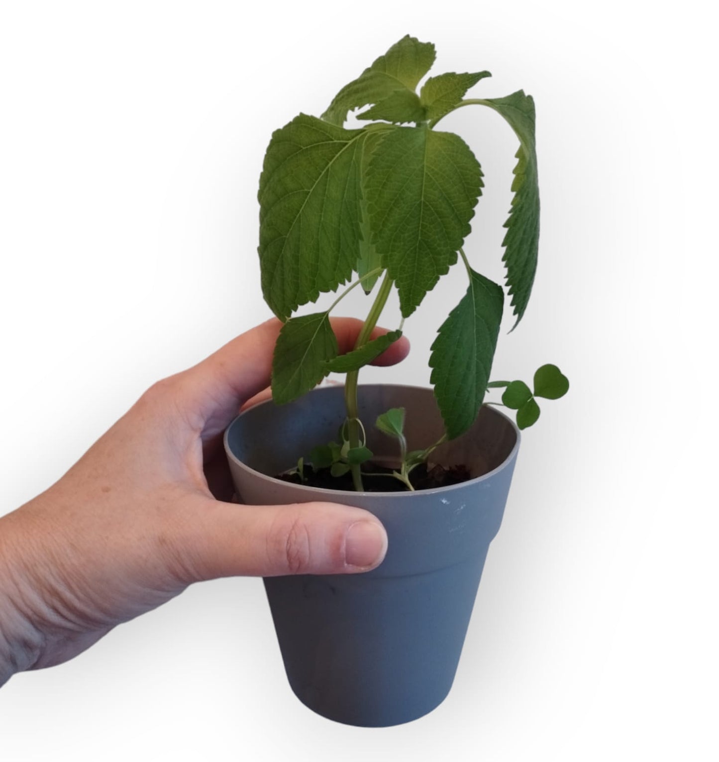 Plantable Puzzle Fox