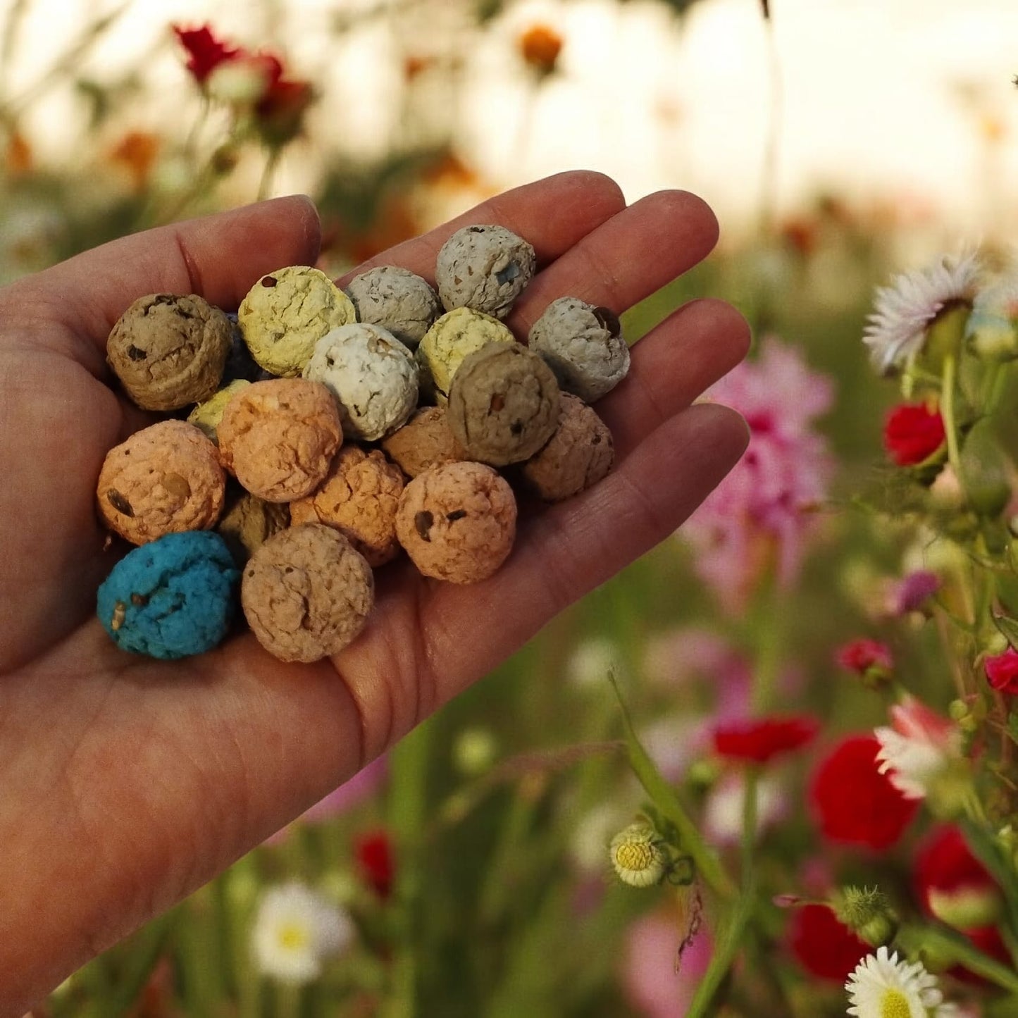 Eco Seed Balls Native Wildflower