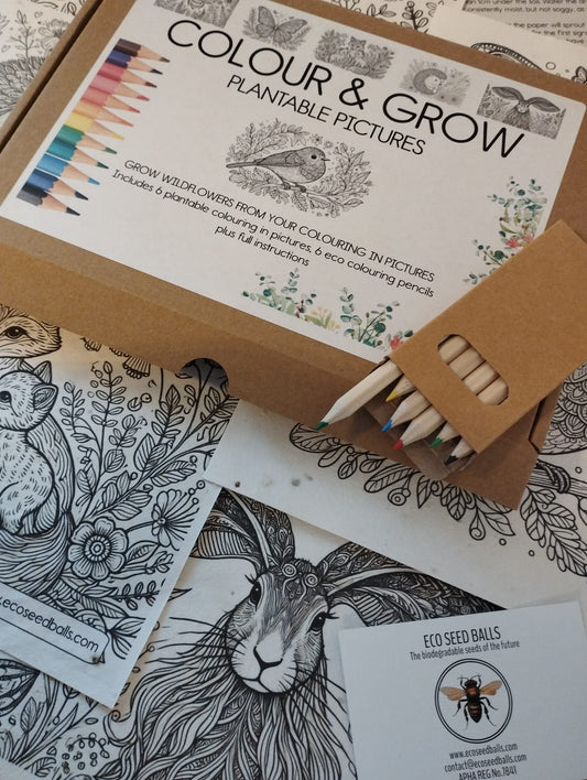 Colouring and Planting Set