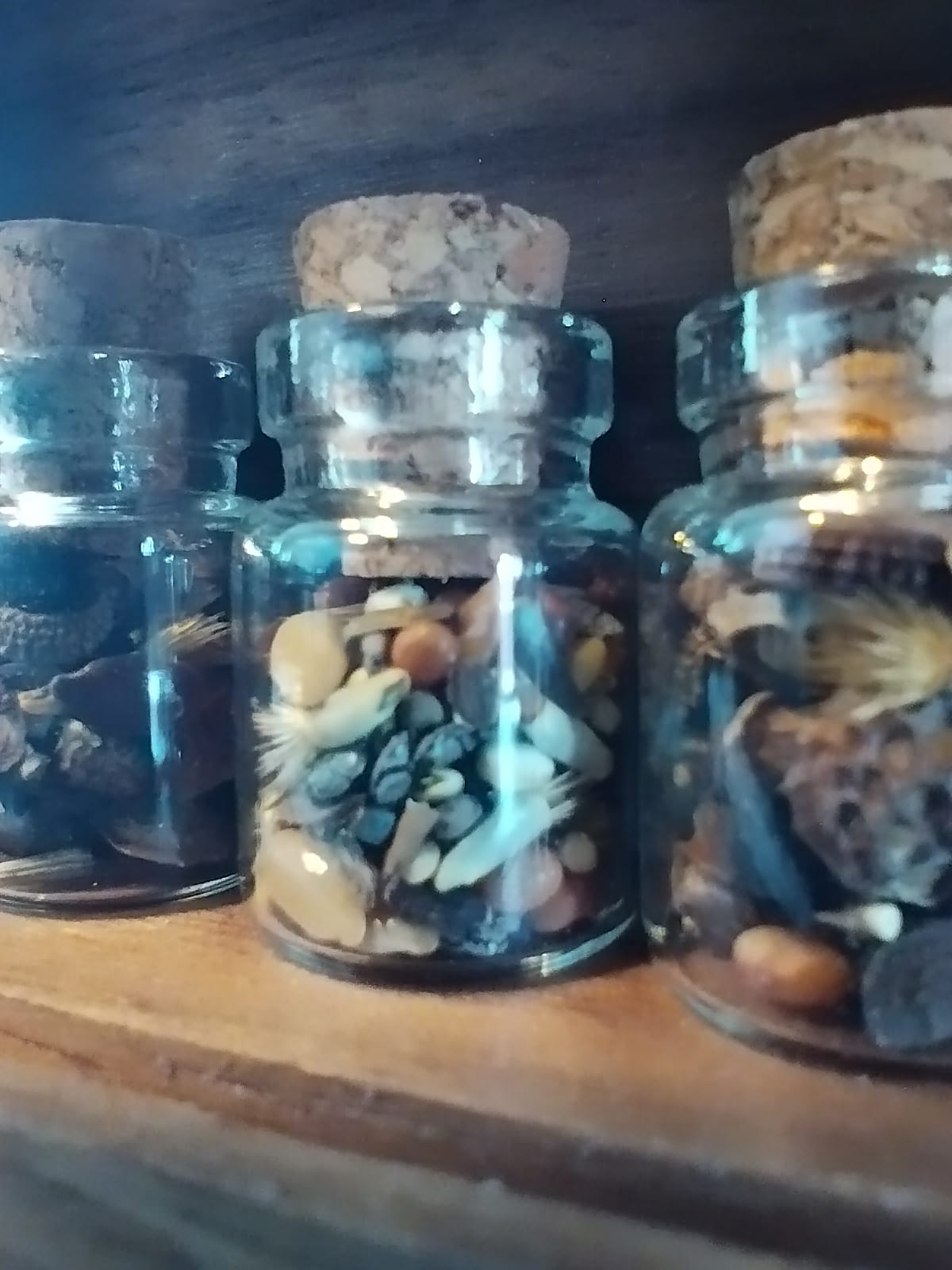 Native Wildflower Seed Gift Set