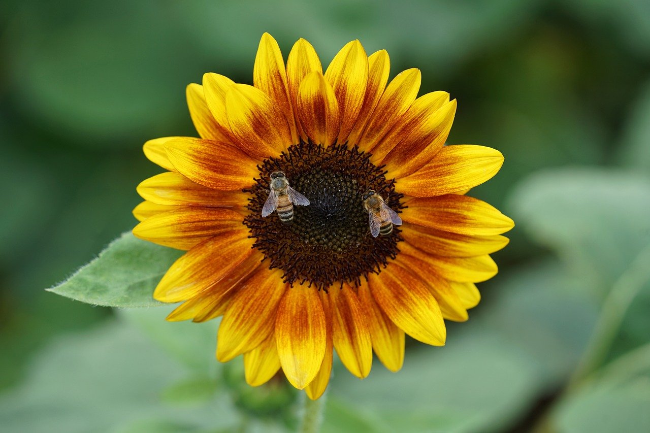 Sunflower box of 10 Eco Seed Balls